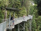 マムー空中遊歩道から熱帯雨林を見下ろす