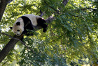 北京動物園・木登りパンダ