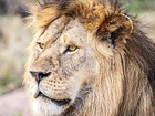 サファリ4泊5日でライオンなど様々な野生動物と出会えます！