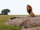 セレンゲティまできたら、百獣の王ライオンは必見です。
