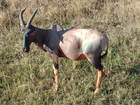 野生動物の数の多さに定評のあるマサイマラ国立保護区