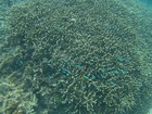 グレートバリアリーフの珊瑚礁は元気です！