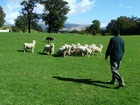 色彩豊かなカンタベリー平野の羊牧場