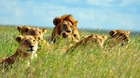 マニヤラ湖国立公園でライオンの家族に出会う