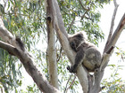 コアラ保護センターのコアラ