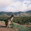 野生のカンガルー、コアラを見れるかも