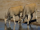 動物達がのびのびと暮らす、南アフリカの野生の王国