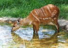 ムブロ湖国立公園の原生林の中で野生動物に出会う