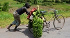 ウガンダでのバナナ農園の様子を見学