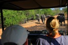 象などの沢山の野生動物を見られる人気のツアー