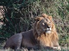 2泊3日でライオンなど様々な野生動物と出会えるチャンス！