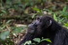 ウガンダの大自然の中でチンパンジーに出会う