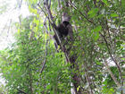 イグアス国立公園内のジャングルには各種の動物が生息しています。