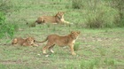 クイーンエリザベス国立公園でのサファリを楽しめます