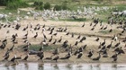 水辺は動物たちの憩いの場だから遭遇率が高い！