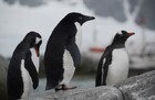 ウシュアイアは南極に近く、ペンギンが見られるところも多いです。