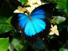 キュランダで見れるかもしれない幸せの蝶ユリシス