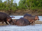 サファリでは様々な野生動物が鑑賞できます