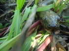 野生のアナコンダに出会えます