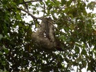 川下り中、生でナマケモノが見られるチャンス