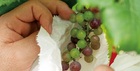 大分県でとれた葡萄で作る、大分のワイン。
