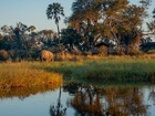 季節により異なる景観が楽しめるオカバンゴデルタ