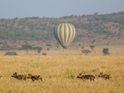 熱気球に乗って野生動物が鑑賞できるのは、バルーンサファリならでは。