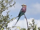 クルーガー国立公園ではビッグファイブ意外に野鳥もたくさん！