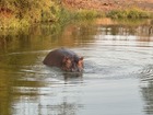 バルーレ動物保護区の池に浮かぶカバ。