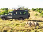 ライオンなどのビッグファイブや多くの野生動物に出会えます。