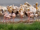 ナイバシャ湖、エレメンテイタ湖ではフラミンゴや野鳥の観察ができます。