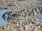 エトーシャ国立公園では、さまざまな動物に出会えます。