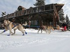 犬ぞりを短時間で体験したい方にお勧め