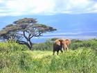 ゾウの楽園アンボセリ国立公園。キリマンジャロ山も望むことができます。