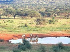 ナクル湖では、水を求めて集まる動物たちを探してみてください。