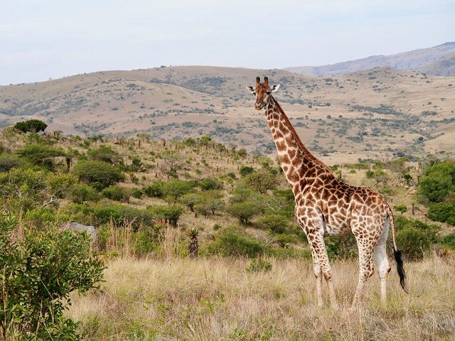 ゲームドライブでは様々な動物に出会えます