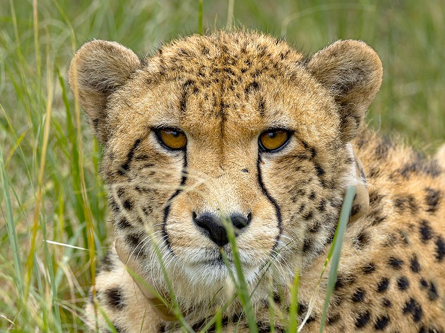 ビッグファイブに出会えるチャンス