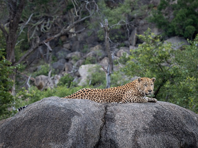 クルーガー国立公園でビッグファイブに出会えるチャンス!
