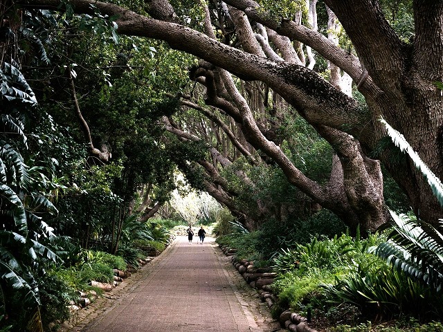 緑がいっぱいのカーステンボッシュ植物園を散策