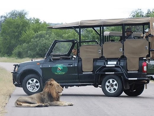 ビッグファイブがたくさん生息するクルーガー国立公園でサファリ