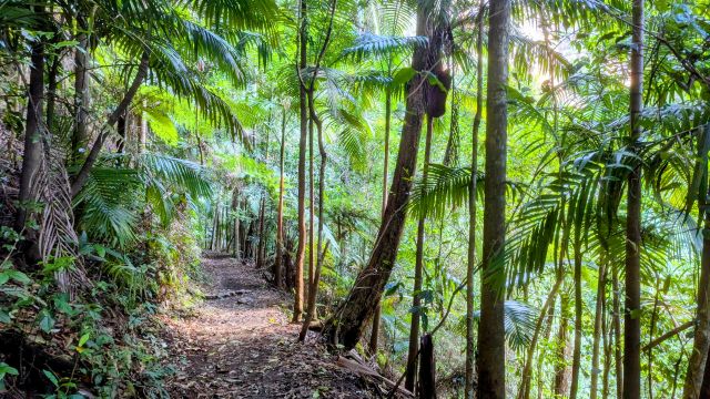 パーリングブルックの椰子の森
