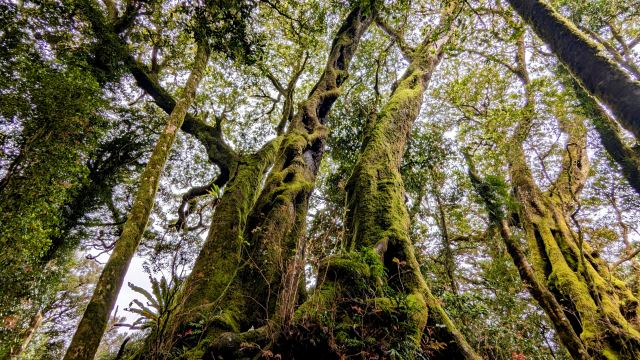 ベストオブオール散策道にある樹齢2000年の南極ブナ