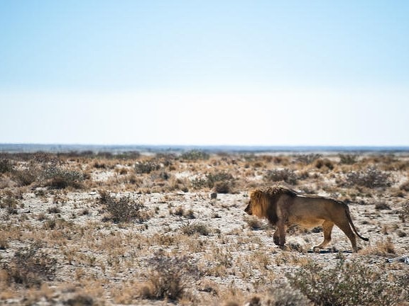エトーシャ国立公園でビッグファイブサファリ!