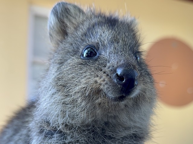 かわいいクオッカとの出会い