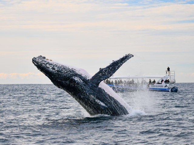 毎年ゴールドコースト沿岸を回遊するザトウクジラ