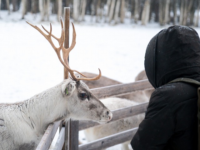 トナカイファームでは写真撮影や餌付けも可能