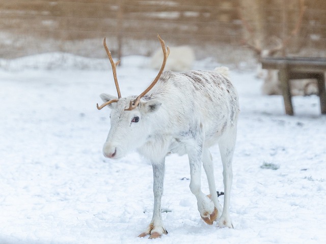ロヴァニエミならではのトナカイソリ体験をお楽しみください
