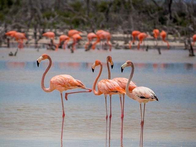 イザベラ島のフラミンゴラグーン