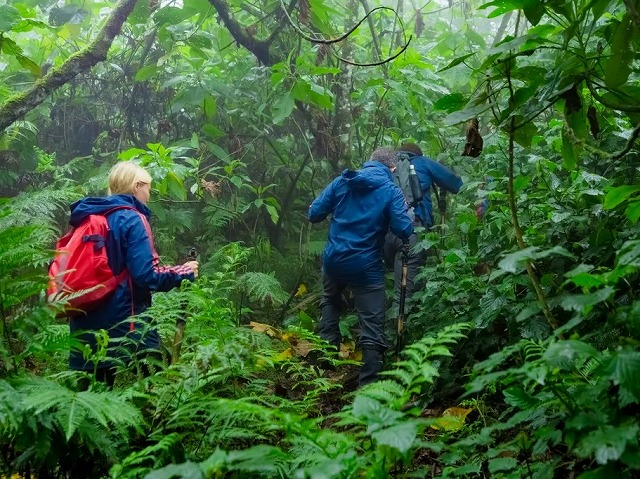 熱帯雨林の中をガイドとともに散策