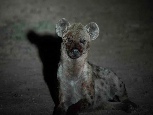 ナイトドライブでは夜行性動物に出会うチャンス
